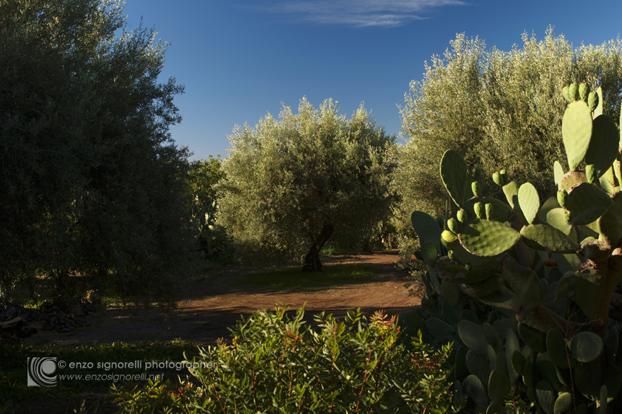 Ragalna, Etna (Sicilia) - Coltivazione degli olivi in contrada D